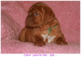 pups2007 088
